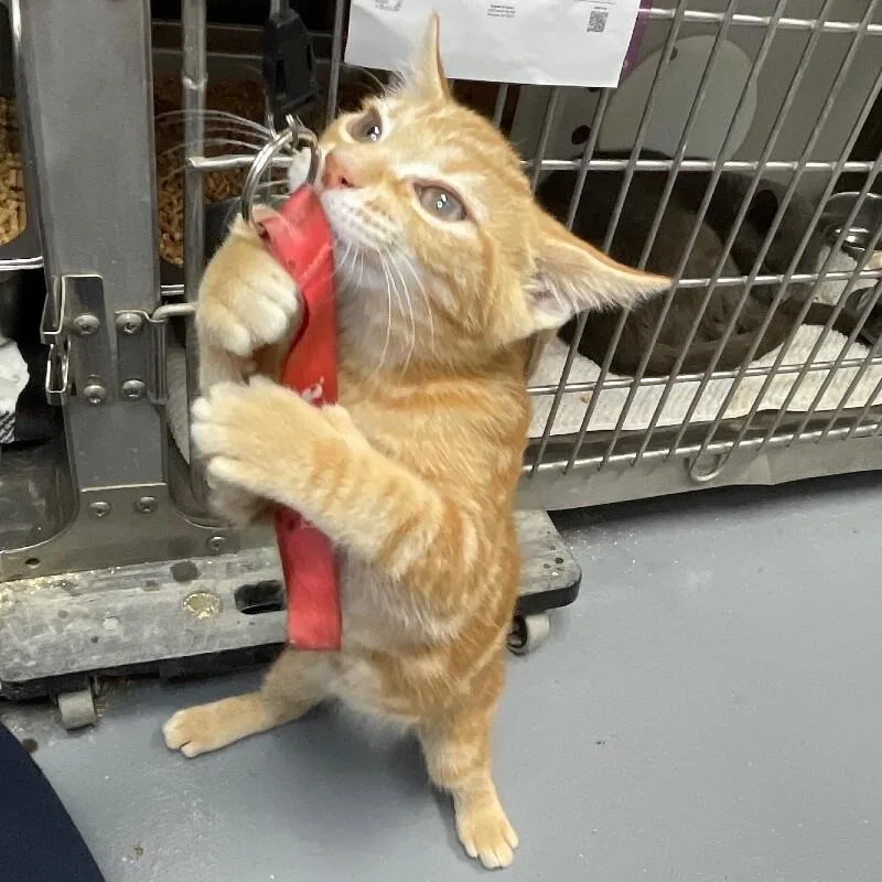A young medium-sized male Domestic Short Hair cat named Ron for adoption in Roanoke, VA