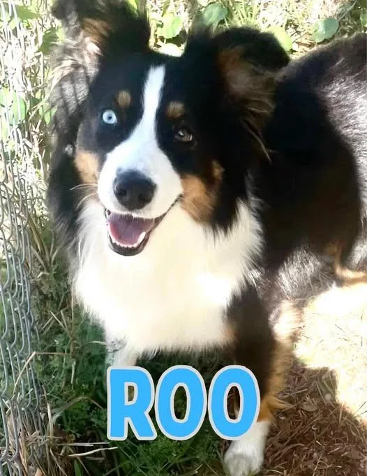 Roo