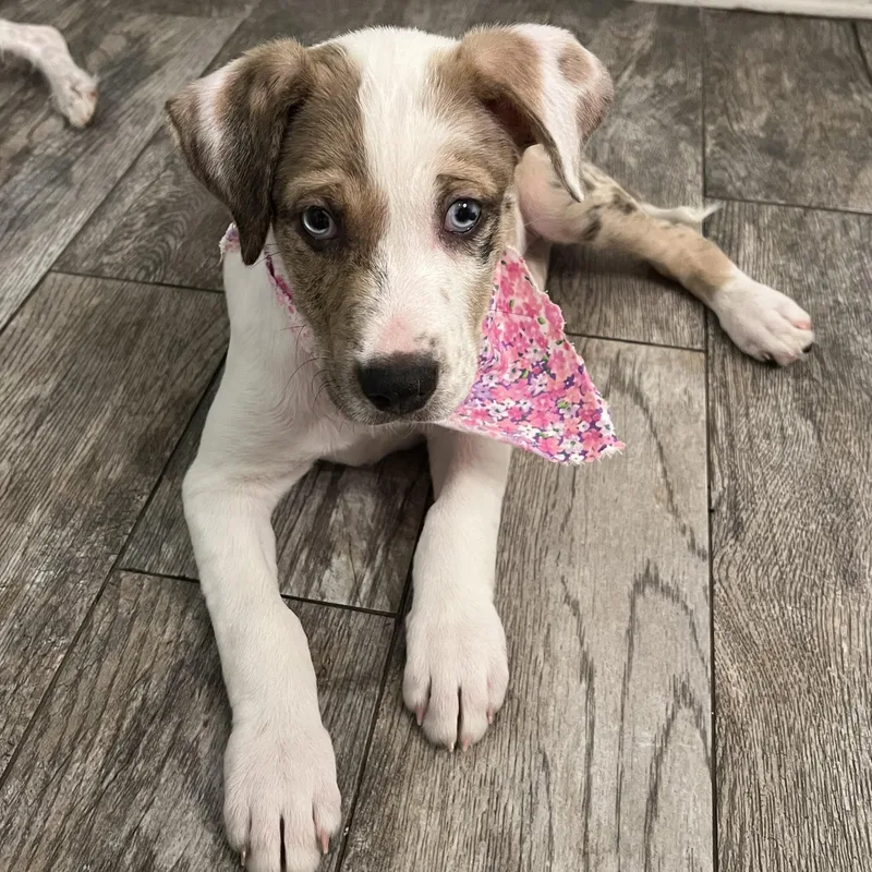 A baby medium-sized female Catahoula Leopard Dog dog named Delilah for adoption in Krum, TX