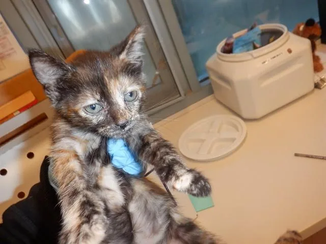 A baby small-sized female Domestic Short Hair cat named Binky for adoption in San Jose, CA