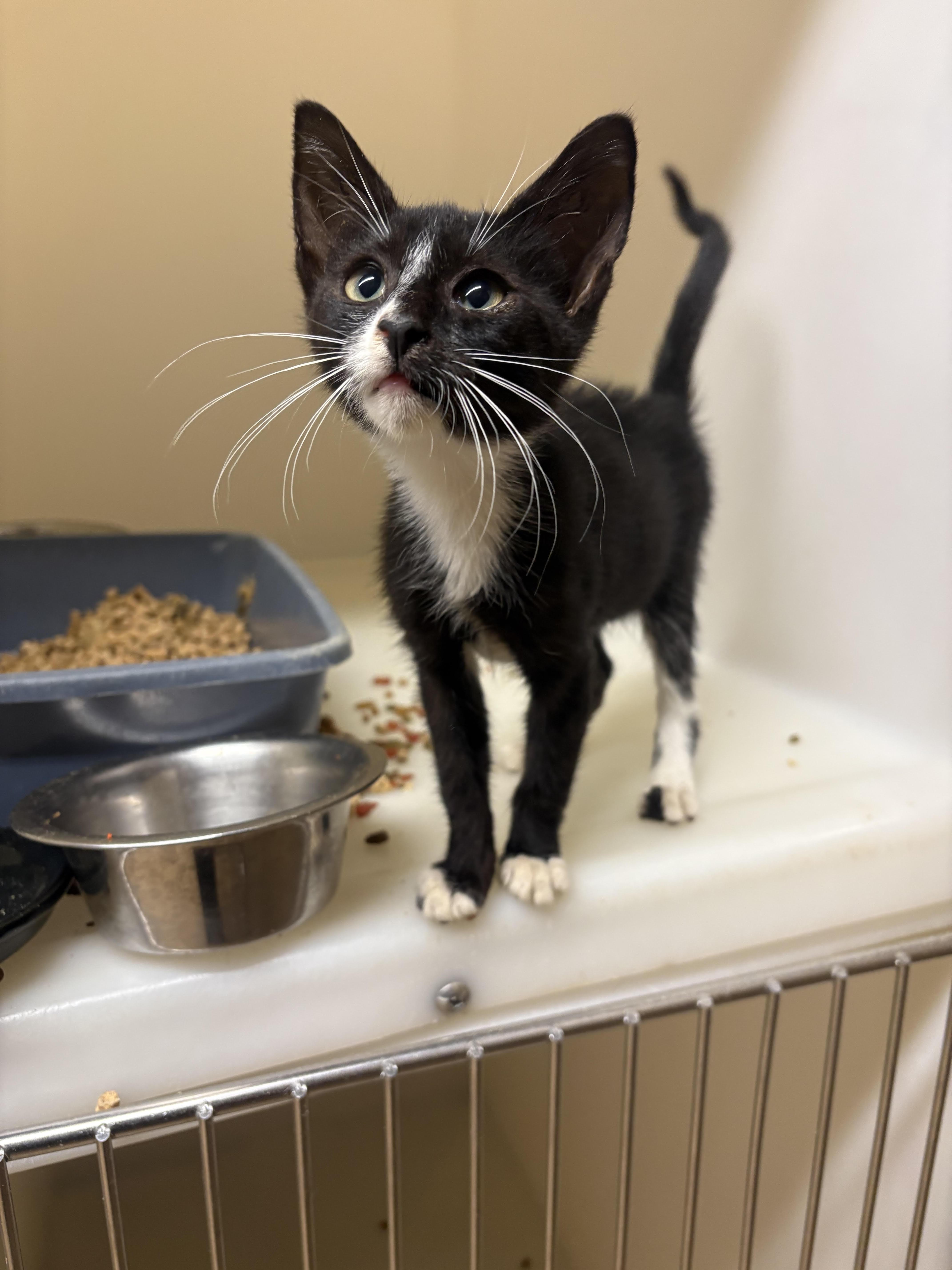 A baby medium-sized female Domestic Short Hair cat named Binxy for adoption in Monticello, GA