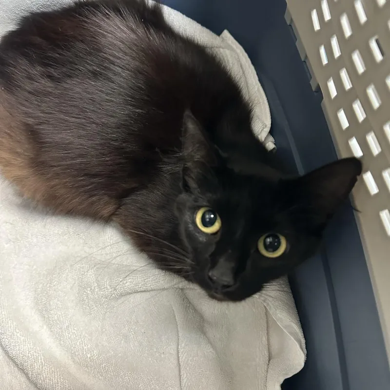 An adult medium-sized female Black Domestic Short Hair cat named Queens for adoption in Tacoma, WA