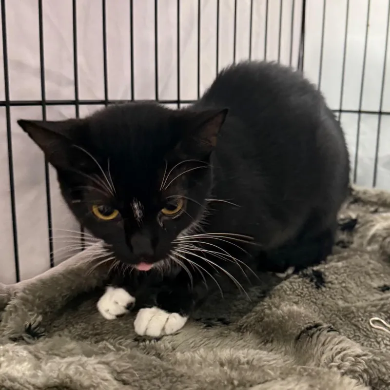 A young medium-sized female Black Domestic Short Hair cat named Cobweb for adoption in Normal, IL
