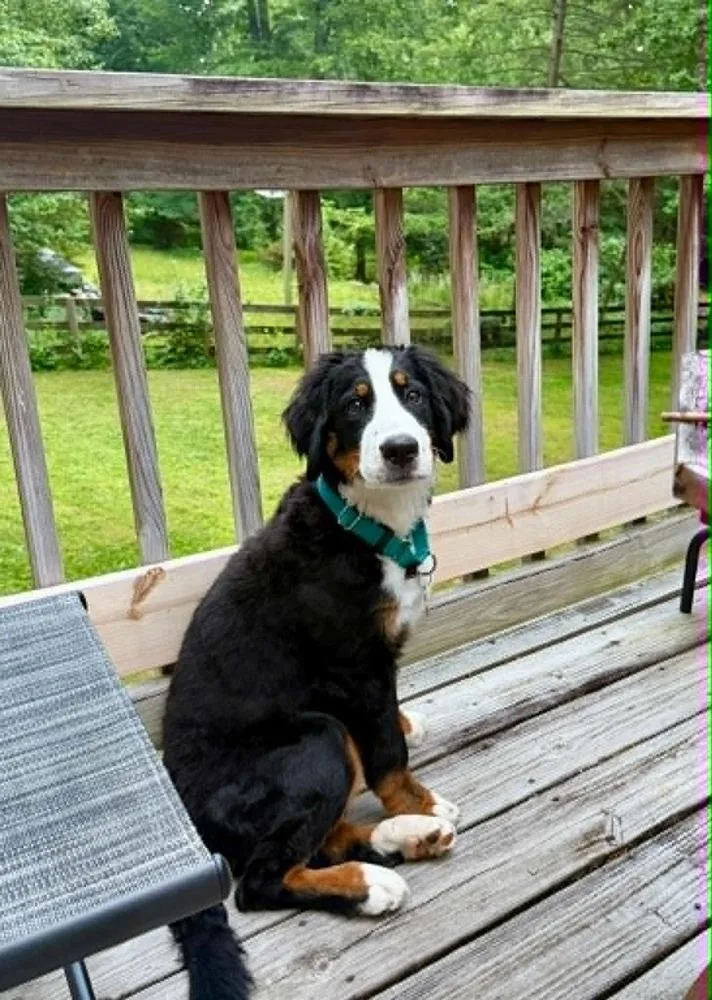 A baby large-sized female Tricolor (Brown, Black, & White) Bernese Mountain Dog dog named Aurora for adoption in Troy, VA