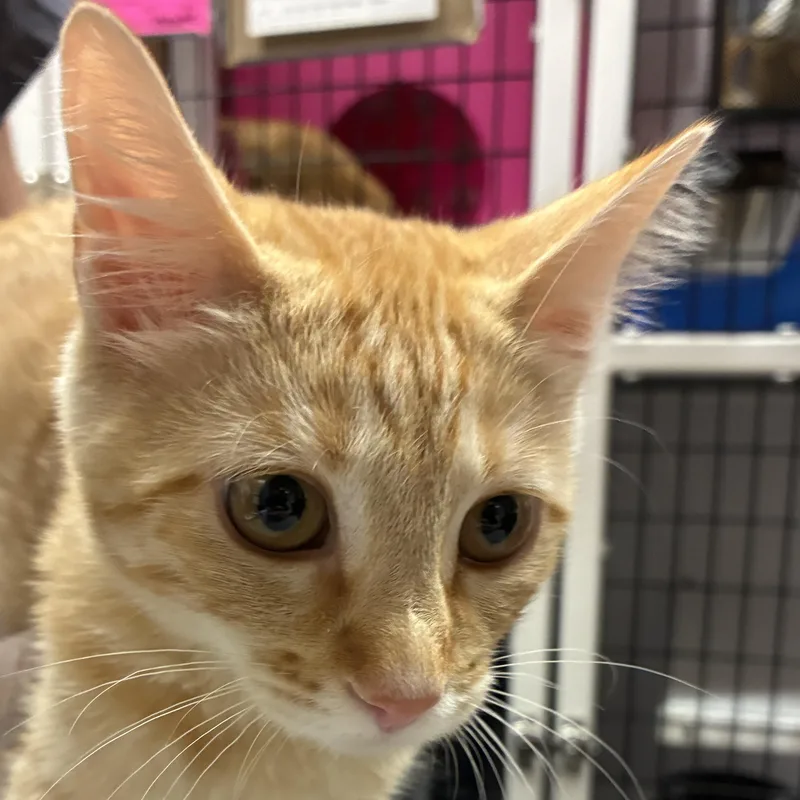 A baby small-sized female Domestic Short Hair cat named Neroli for adoption in Santa Fe, NM