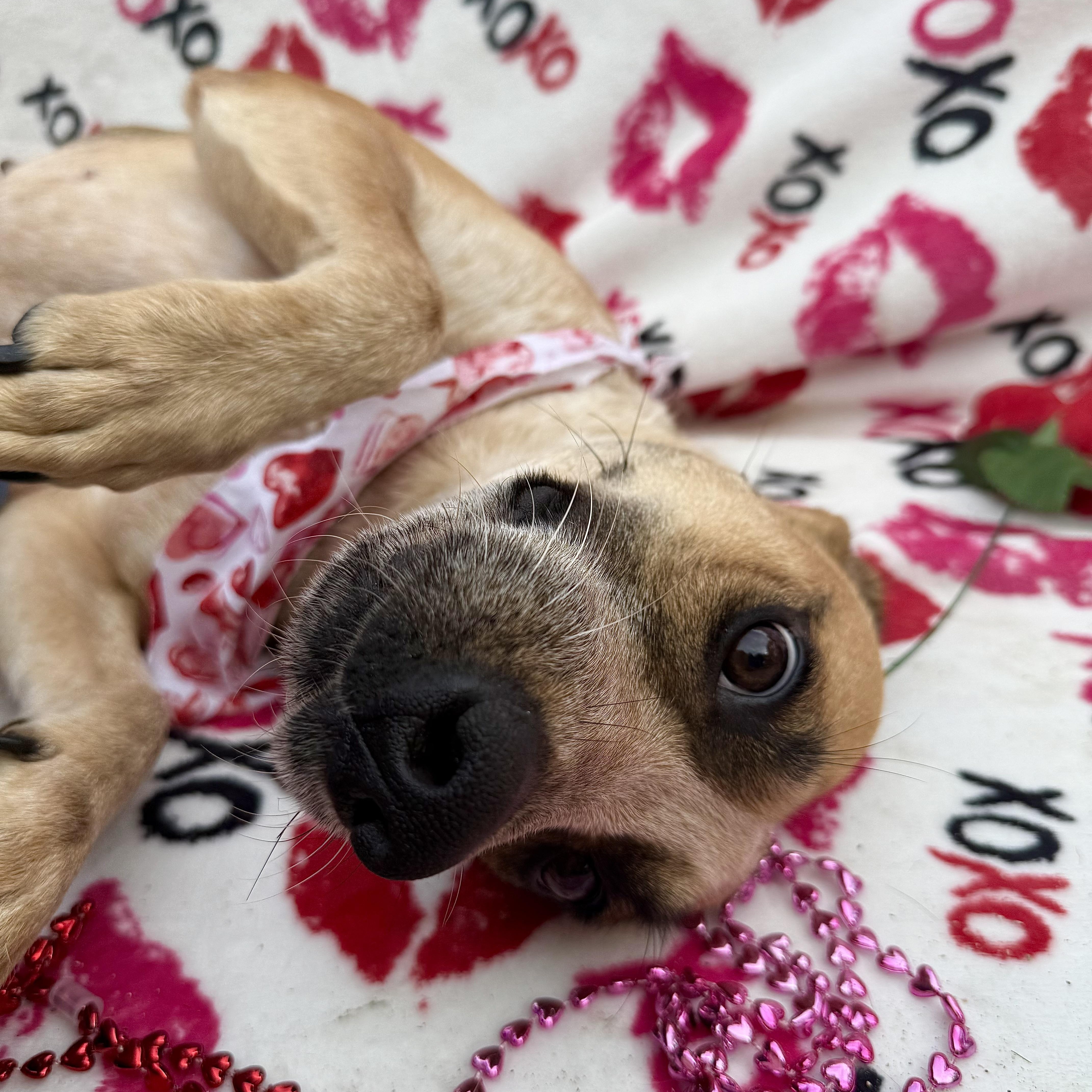 A young medium-sized female Mixed Breed dog named Shani for adoption in Miami, FL