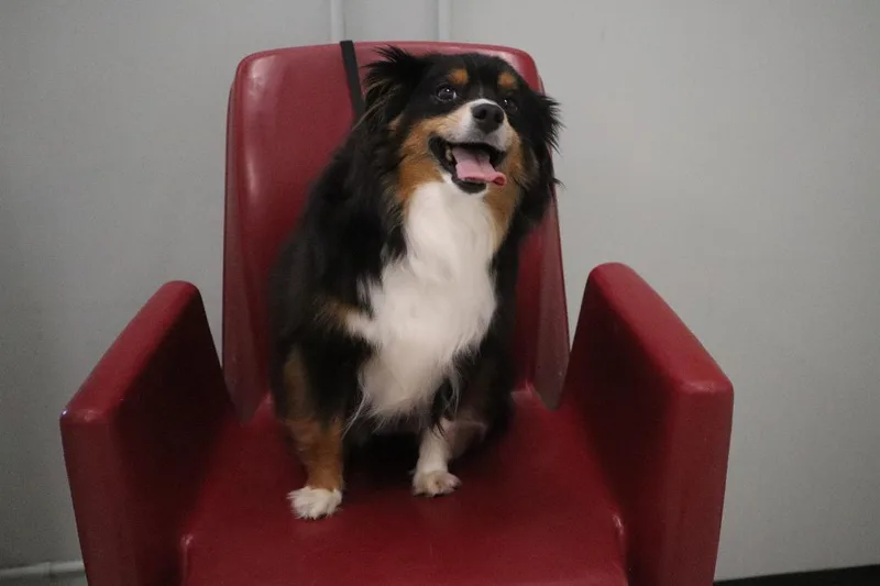 Bella  Mini Aussie
