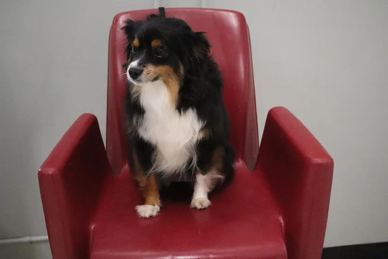 Bella  Mini Aussie thumbnail 2