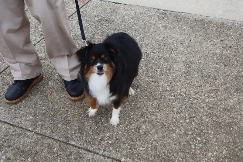 Bella  Mini Aussie thumbnail 3
