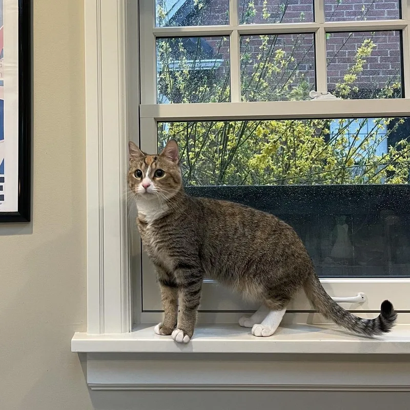 An adult medium-sized female Torbie American Shorthair cat named Alice for adoption in Tacoma, WA