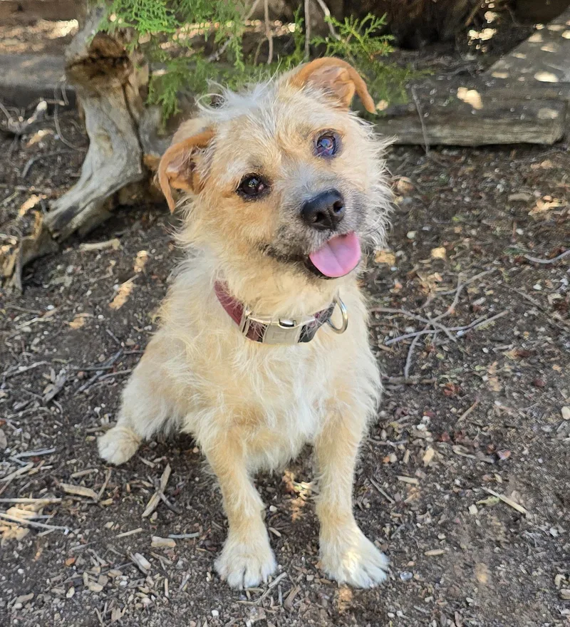 A young small-sized male Golden Border Terrier dog named Always Happy Herk for adoption in Albuquerque, NM