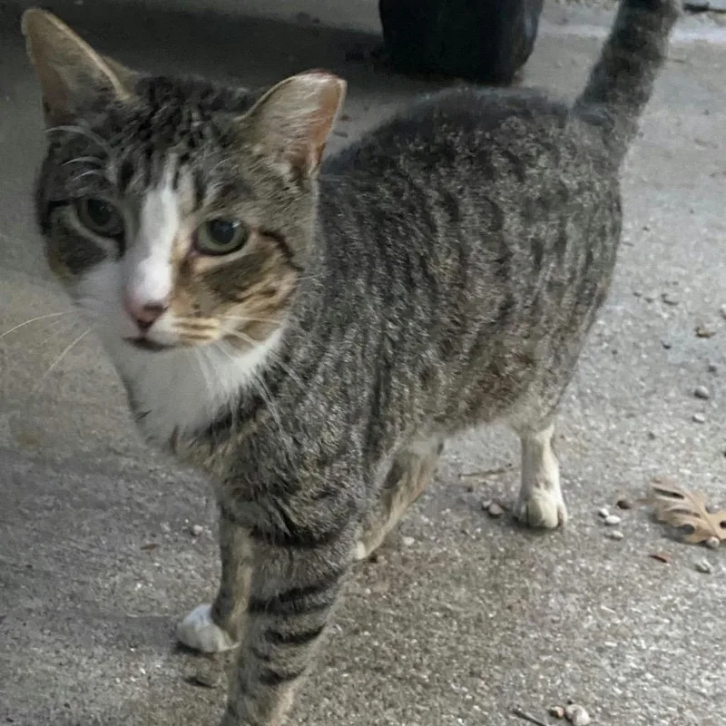 A young small-sized male Gray / Blue / Silver Domestic Short Hair cat named Poppi for adoption in Waco, TX
