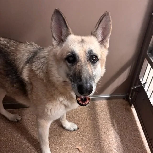 An adult large-sized female German Shepherd Dog dog named Idah for adoption in Albuquerque, NM