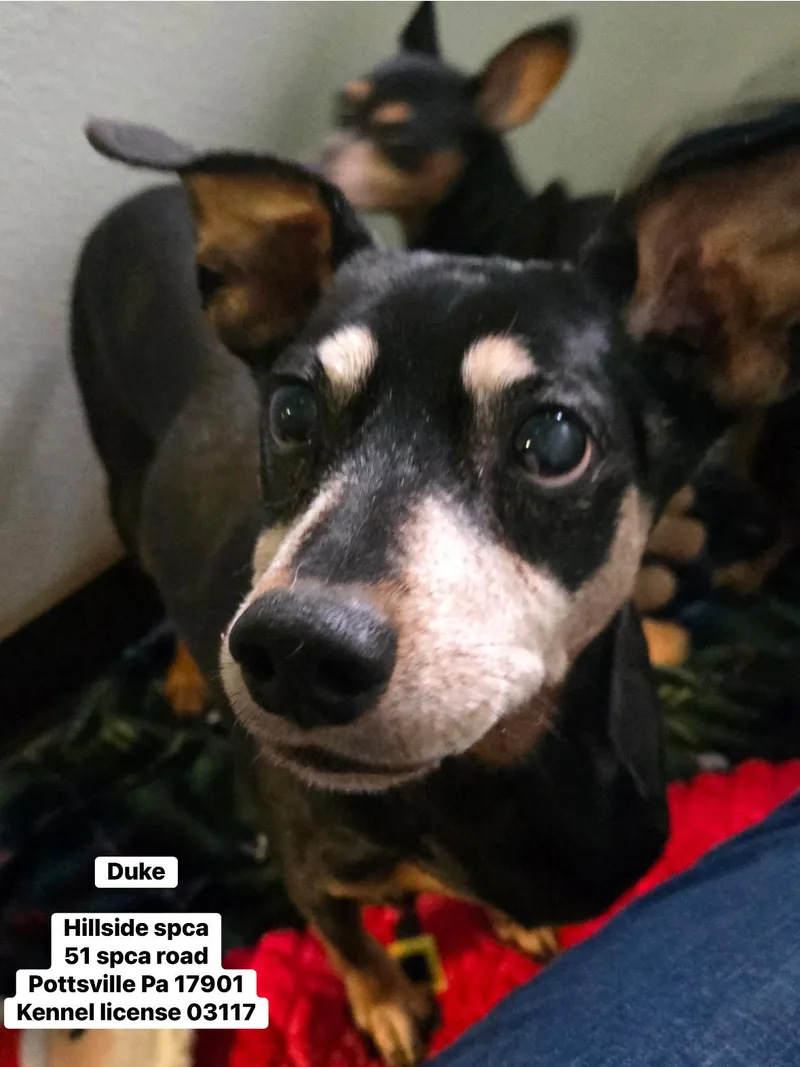 A senior medium-sized male Miniature Pinscher dog named Duke for adoption in Pottsville, PA