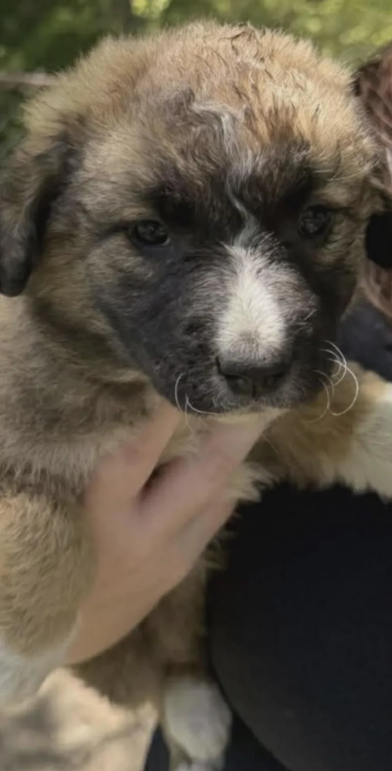 A baby medium-sized female Apricot / Beige Border Collie dog named Leddy for adoption in Hamilton , NJ