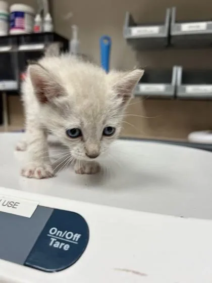 A baby small-sized male Domestic Short Hair cat named Bulbasaur for adoption in Farmers Branch, TX