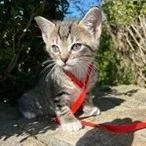 A baby small-sized female Brown / Chocolate Domestic Short Hair cat named Pebbles for adoption in Wilmington, DE