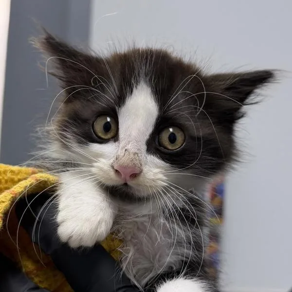 A baby small-sized male Domestic Long Hair cat named Huey for adoption in San Diego, CA