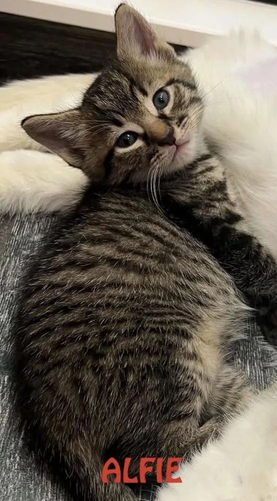 A baby small-sized male Brown / Chocolate Domestic Short Hair cat named Alfie for adoption in Telford, PA
