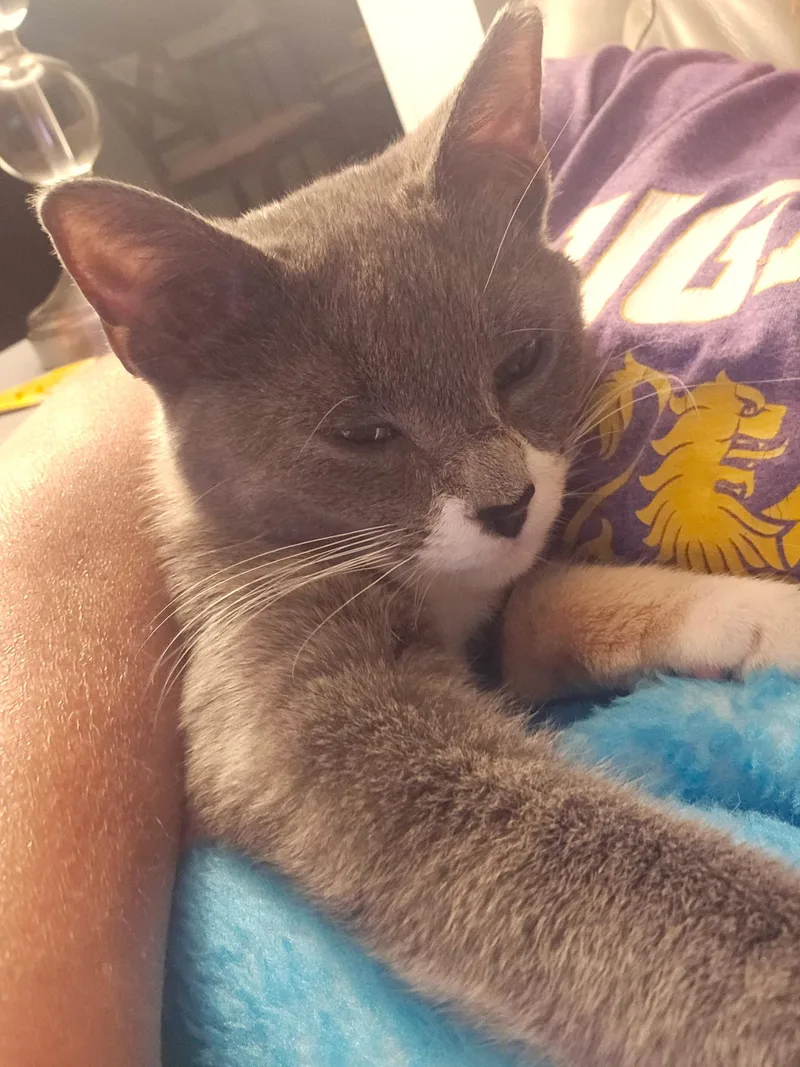 A baby medium-sized female Dilute Tortoiseshell Domestic Short Hair cat named Estelle for adoption in Rochester, NY