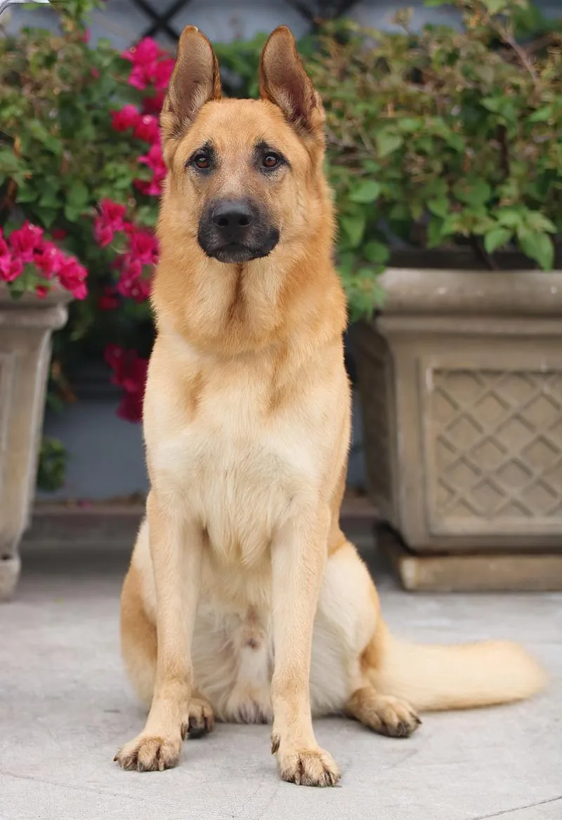 A young large-sized male Black German Shepherd Dog dog named Jake Von Marburg for adoption in Los Angeles, CA