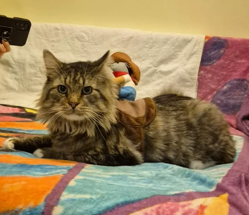 A young medium-sized male Tabby (Brown / Chocolate) Domestic Medium Hair cat named Soren for adoption in New York, NY