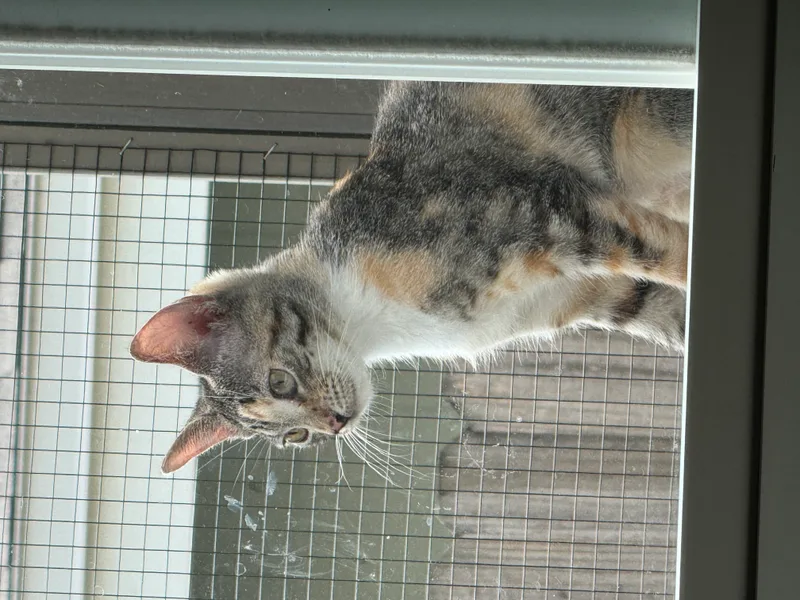 Calie  Female thumbnail 2