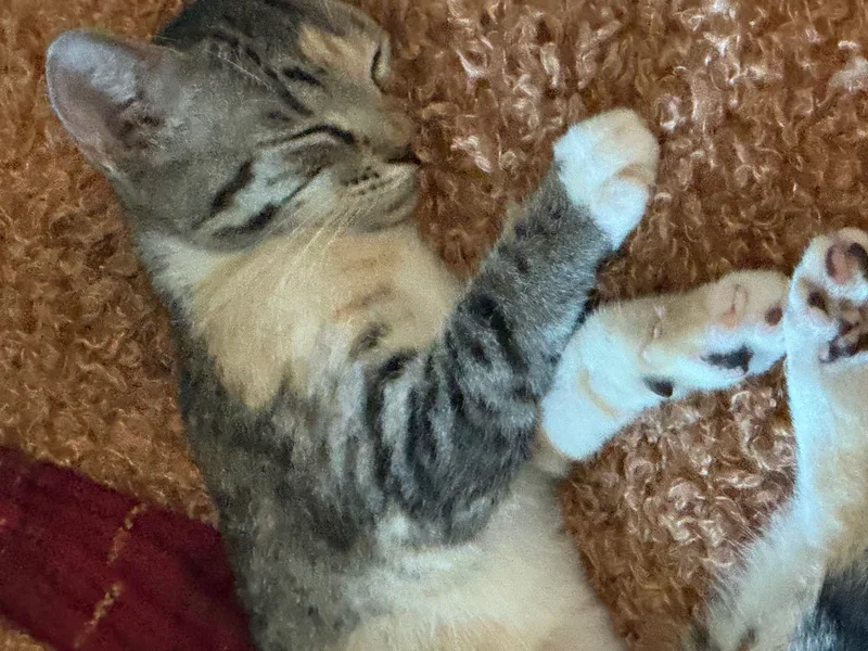 Calie  Female thumbnail 3