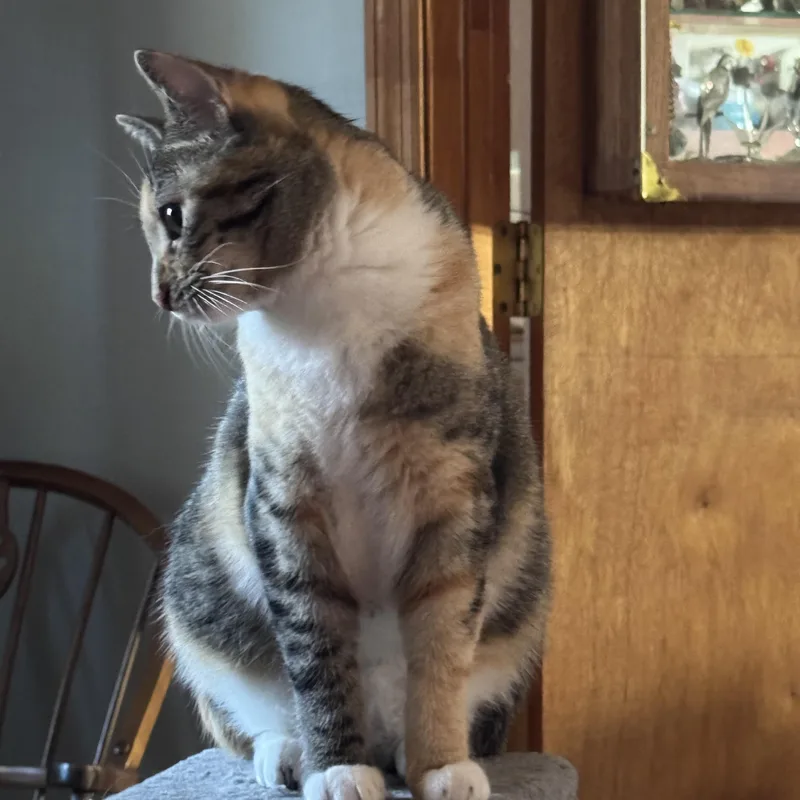 Calie  Female thumbnail 4