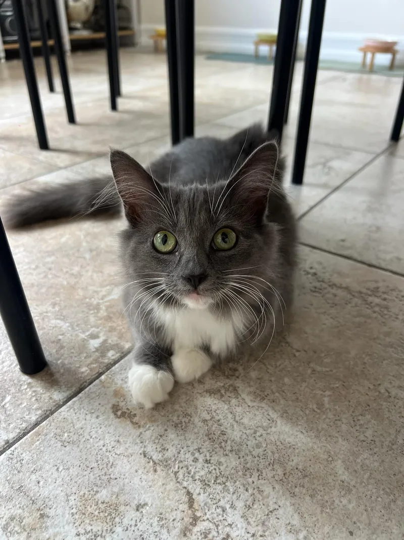 A young small-sized female Domestic Long Hair cat named Bunny for adoption in Long Beach, CA