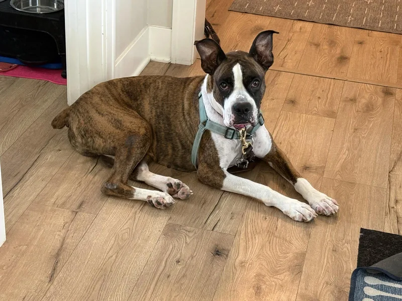 An adult medium-sized male Boxer dog named Drax Training Hold for adoption in Woodbury, MN