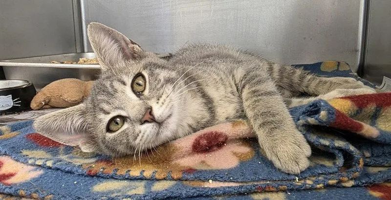A baby small-sized female Domestic Short Hair cat named CA  Coconut Pudding for adoption in Glen Allen, VA