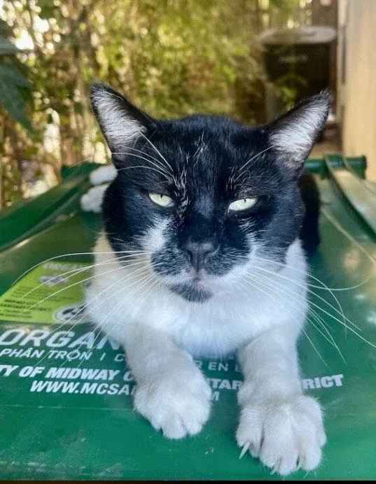 A young medium-sized male Domestic Short Hair cat named Mr. Mustache for adoption in Seal Beach, CA