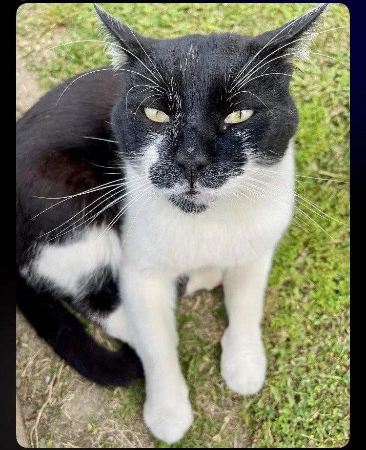 Mr. Mustache thumbnail 2