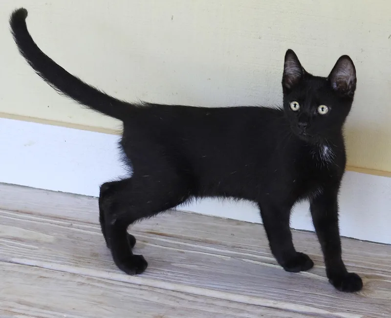 A baby medium-sized male Domestic Short Hair cat named Socrates for adoption in North Fort Myers, FL
