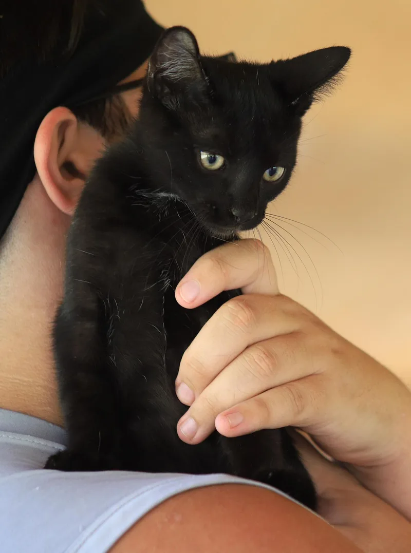 Socrates thumbnail 2