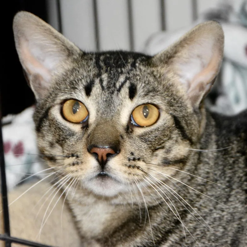 A young large-sized male Brown / Chocolate Domestic Short Hair cat named Bam Bam for adoption in Los Angeles, CA