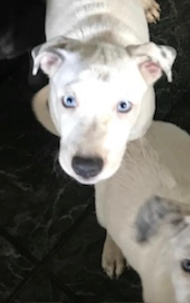 A baby large-sized female American Staffordshire Terrier dog named Sprouts for adoption in Evergreen, CO