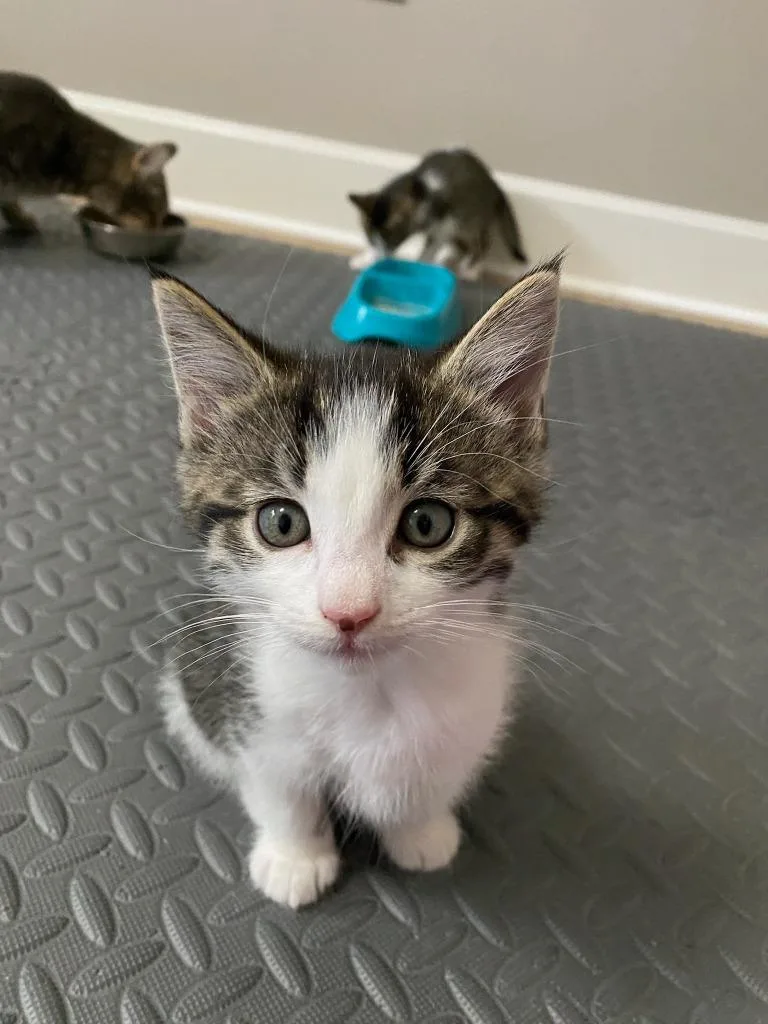 A baby medium-sized male Domestic Short Hair cat named Pounce for adoption in Hamilton, OH