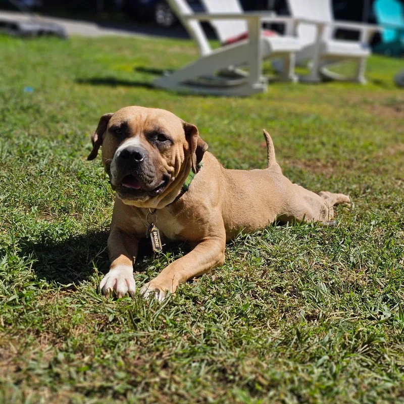 A young medium-sized male White / Cream Pit Bull Terrier dog named Timber for adoption in Chesapeake Beach, MD