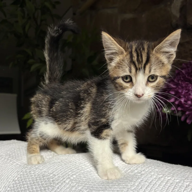 A baby medium-sized male Tabby (Buff / Tan / Fawn) Domestic Short Hair cat named Keenan for adoption in Ephrata, WA