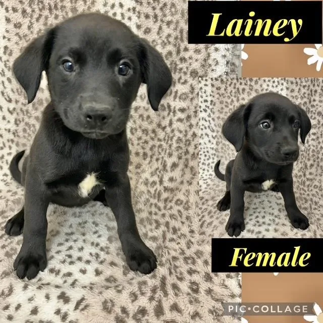 A baby medium-sized female Labrador Retriever dog named Lainey for adoption in Manchester, CT