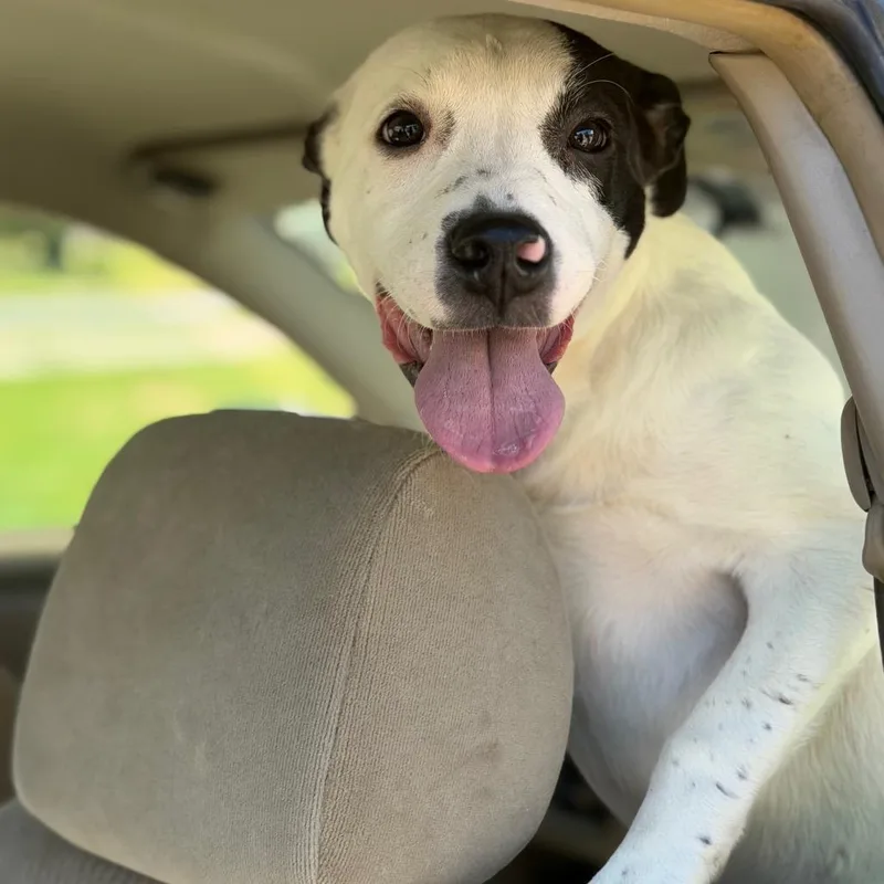 A baby small-sized female White / Cream Pit Bull Terrier dog named Onion Ring for adoption in Fort Smith, AR