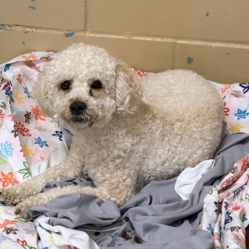 An adult small-sized male White / Cream Poodle dog named Buddy for adoption in Newark, NJ