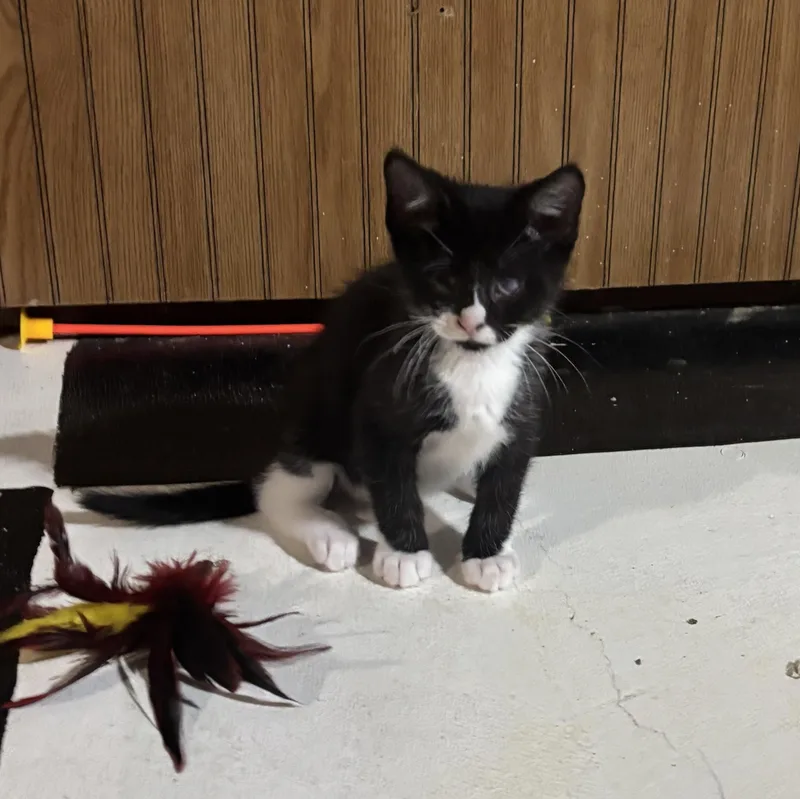 A baby medium-sized male Black & White / Tuxedo Domestic Short Hair cat named Gouda for adoption in Joliet, IL