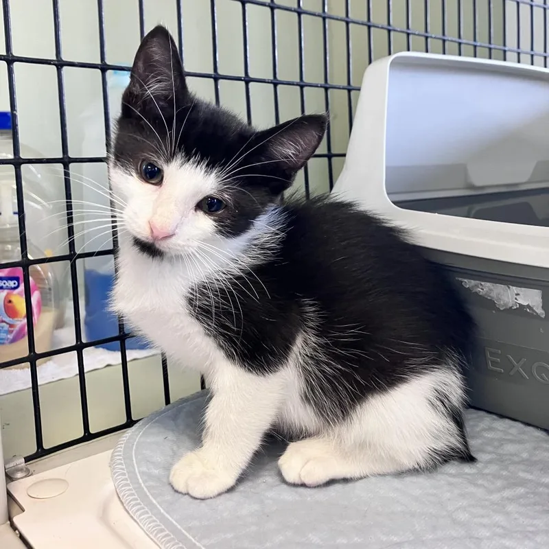 A baby small-sized male Black American Shorthair cat named Ash for adoption in Freeport, FL