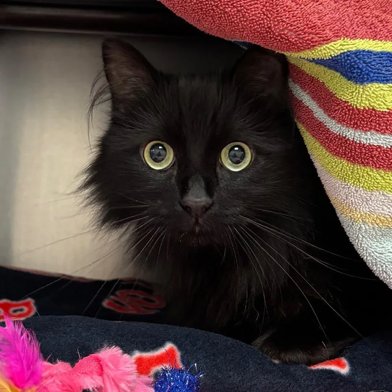 A senior large-sized female Black Domestic Long Hair cat named Bean for adoption in Springfield, MA