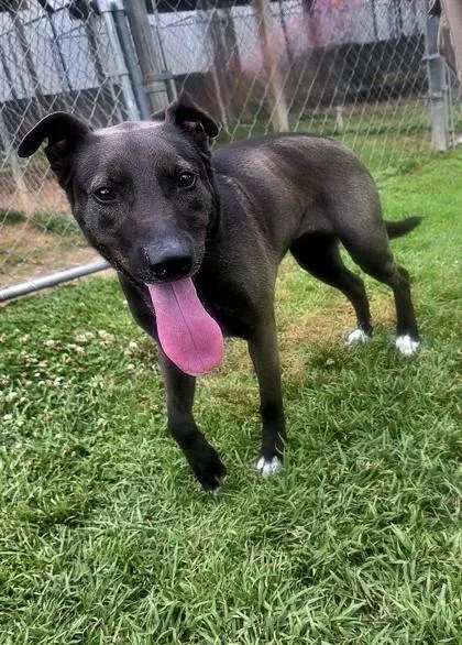 An adult large-sized female Labrador Retriever dog named Wendy for adoption in Houston, TX