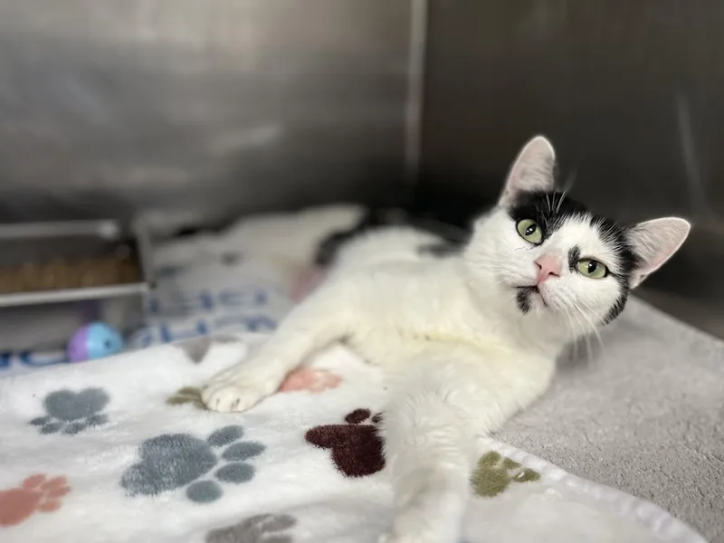 A young medium-sized female Black & White / Tuxedo Domestic Short Hair cat named Stevie for adoption in Hilton Head Island, SC