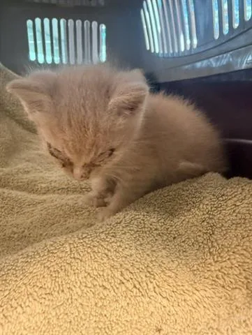 A baby small-sized male Domestic Short Hair cat named Chester for adoption in San Martin, CA